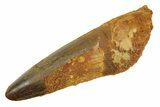 Fossil Spinosaurus Tooth - Real Dinosaur Tooth #298065-1